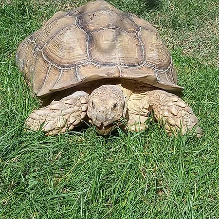 Unique Et Piscine Privative Dans Un Ecrin De Verdure Holiday home *