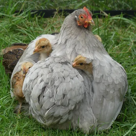 Unique Et Piscine Privative Dans Un Ecrin De Verdure Calmont (Haute-Garonne)