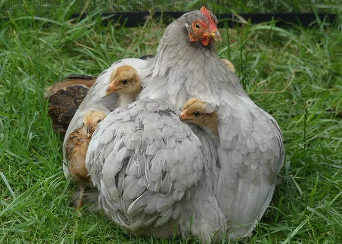 Unique Et Piscine Privative Dans Un Ecrin De Verdure Calmont (Haute-Garonne)